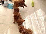 Toy Poodle puppies. - фото 1