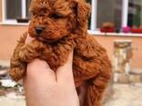 Toy Poodle puppies. - фото 3