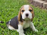 Прекрасные щенки бигля - фото 2
