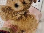 Upea apricot maltipoo -pentujen pentue - фото 1