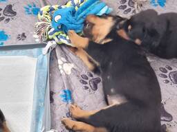 Upeita, pulleita rottweilerin pentuja