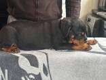 Upeita, pulleita rottweilerin pentuja - фото 2