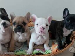 Vankkarakenteisia ranskanbulldogin pentuja, valmiina omiin koteihinsa!