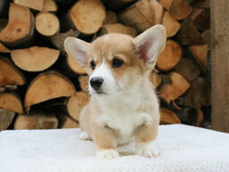 Welsh Corgi  