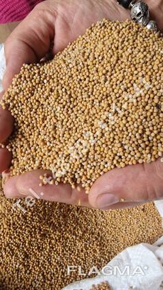 White mustard seed (Sinapis alba)