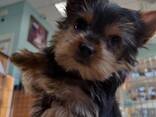 Wunderschöner Wurf Yorkshire Terrier - фото 3