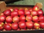 Яблоки из Польши! Apples from Poland! - фото 3