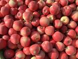 Export Apples / Red Prince / Champion / Golden / Mutsu / Jonagored - photo 3