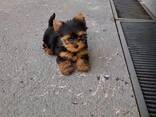 Йоркширского терьера - фото 1