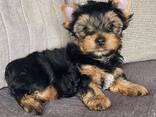 Myynnissä ihania yorkshirenterrierin - фото 2